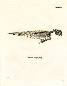 Squelette de dugong