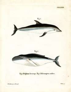 Dauphin obscur - German School