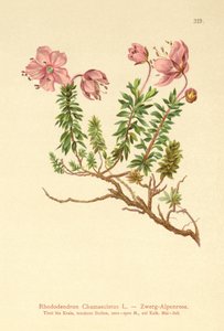 Rhododendron nain (Rhododendron Chamaecistus)