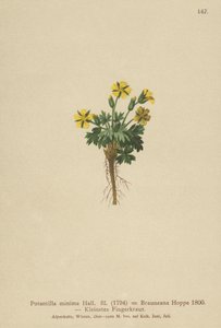 Potentille naine (Potentilla minima) - German School