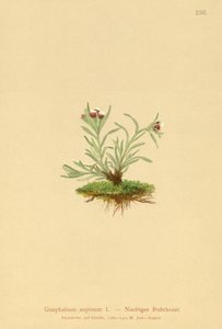 Gnaphale nain (Gnaphalium supinum) - German School