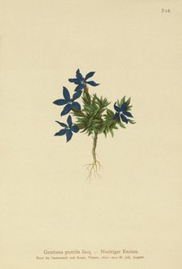 Gentiane naine (Gentiana pumila)