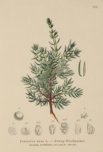 Genévrier nain (Juniperus nana, Juniperus communis subsp. nana, Juniperus communis var. saxatilis)