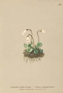 Petite soldanelle (Soldanella pusilla, Soldanella alpicola) - German School