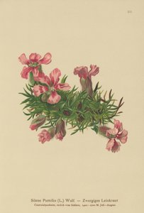 Saponaire naine (Silene Pumilio, Saponaria pumilia)