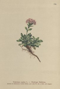 Valériane naine (Valeriana supina)