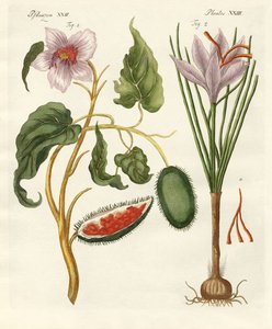 Plantes tinctoriales