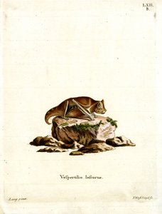Chauve-souris rousse de l
