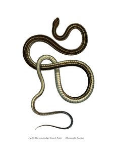 Serpent ruban oriental