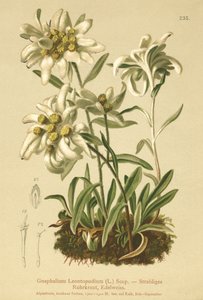 Edelweiss