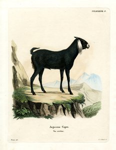 Chèvre Égyptienne