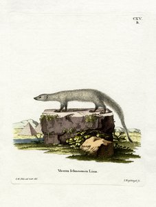 Mangouste égyptienne