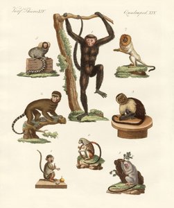 Huit types de singes