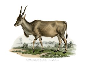 Éland, 1860