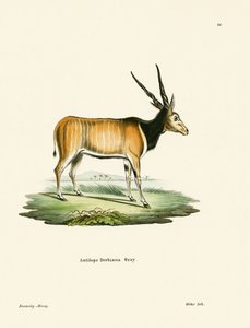 Antilope éland