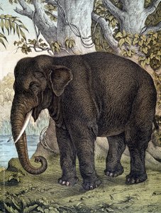 Éléphant - dans "Histoire naturelle des mammifères", éd. Schreiber, Munich - German School