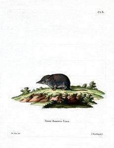 Musaraigne eurasienne