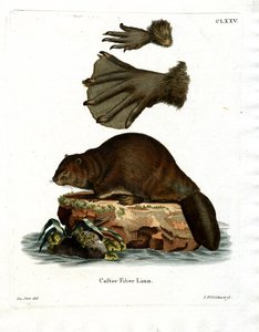 Castor européen