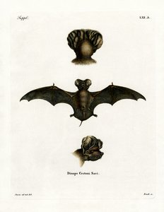 Chauve-souris à queue libre européenne