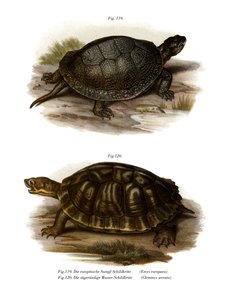 Tortue de bassin européenne - German School