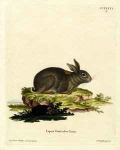 Lapin européen