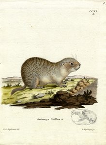 Spermophile européen