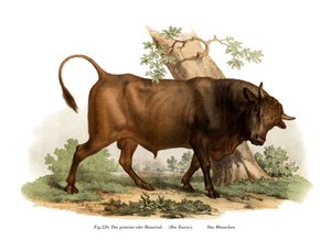Bétail européen, 1860 - German School