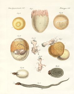 Évolution des poules, pigeons et serpents à partir des œufs