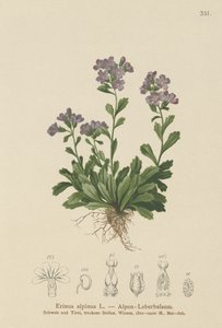 Erin des Alpes (Erinus alpinus)