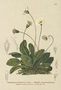 Faux aster (Bellidiastrum michellii)