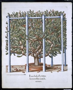 Ficus Indica Eystten de Hortus Eystettensis par Basil Besler (1561-1629) publié en 1613 - German School