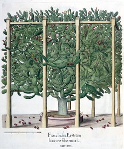 Ficus indica eystettensis, du Hortus Eystettensis par Basil Besler (1561-1629), pub. 1613