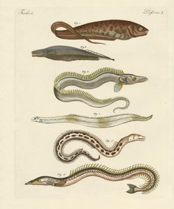Poissons