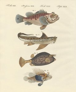 Poisson de forme étrange - German School