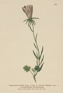 Campanule à feuilles de lin (Campanula linifolia, Campanula Carnica) - German School