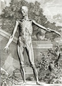 Corps écorché, des Tables du Squelette et des Muscles du Corps Humain par Bernard Siegfried Albinus (1697-1770) 1747 - German School