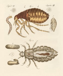 Puces et punaises
