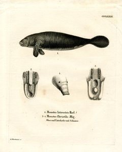 Lamantin de Floride