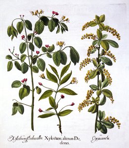 Fly Honeysuckle et Hawthorn, de Hortus Eystettensis, par Basil Besler, pub. 1613 - German School