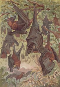 Renard volant, planche de Brehms Tierleben: Allgemeine Kunde des Tierreichs, vol.1, p.344, publié par Bibliographisches Institut, 1890