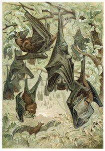 Roussettes, de Brehms Tierleben, publié dans les années 1860