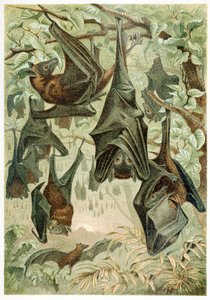 Chauves-souris, de Brehms Tierleben, pub. 1860