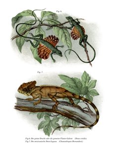 Lézard volant