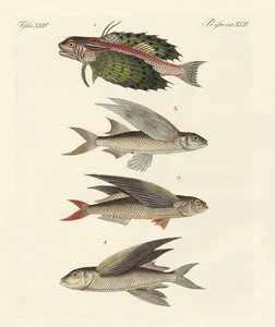 Poissons volants - German School