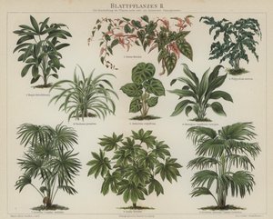 Plantes à feuillage - German School