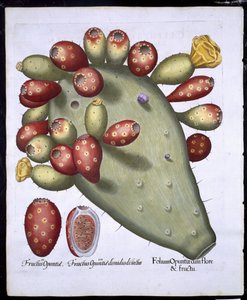 Folium Opuntia de Hortus Eystettensis par Basil Besler (1561-1629) publié en 1613