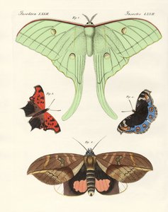 Papillons étrangers