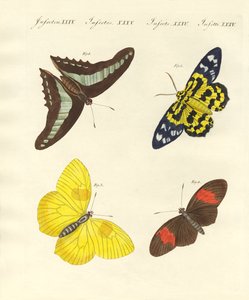 Papillons étrangers