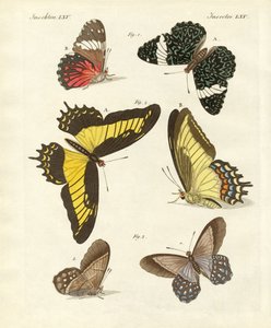 Papillons étrangers