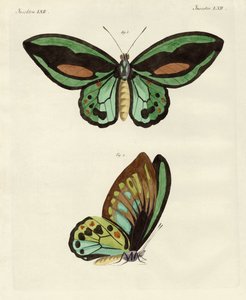 Papillons étrangers de taille phénoménale